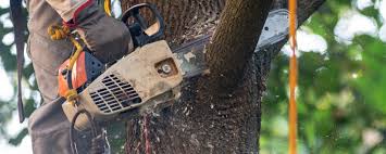 How Our Tree Care Process Works  in  Palos Verdes Estates, CA